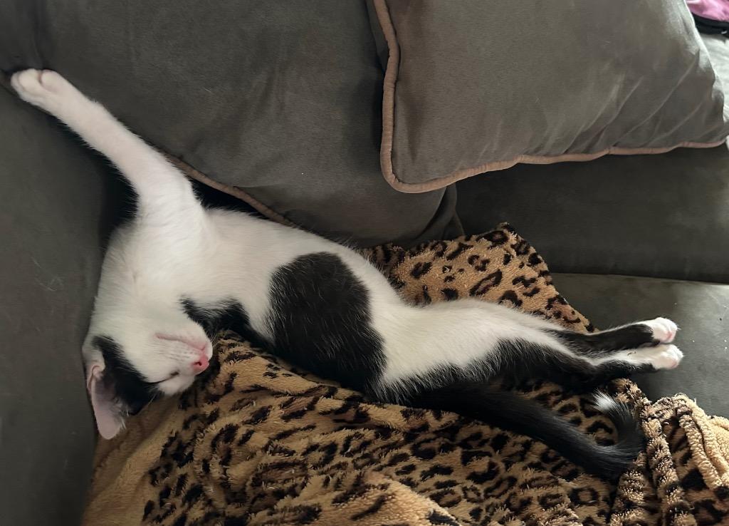 Tambi