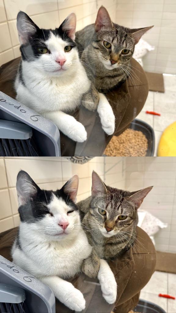 Tambi, a Adoptable mixed breed in New Orleans, LA image 5/6