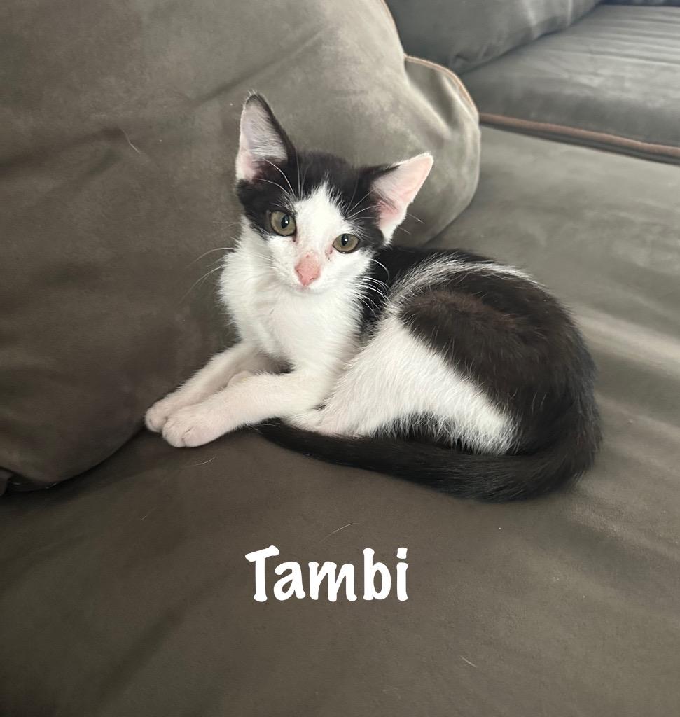 Tambi
