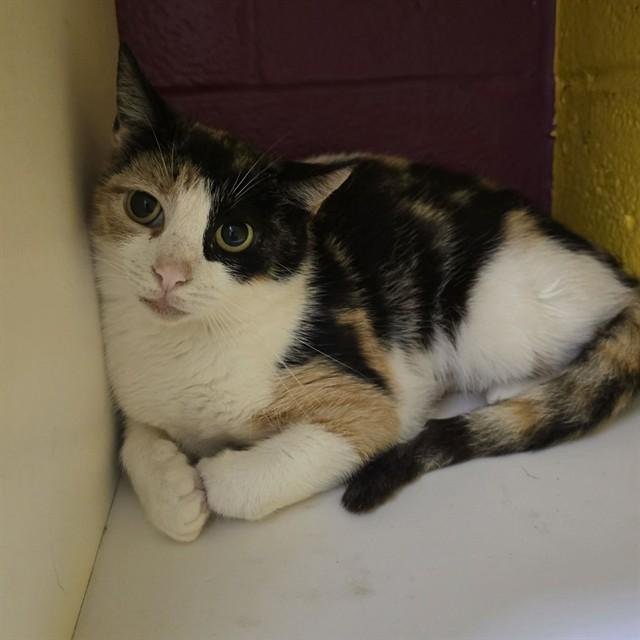 Enlarge DENISE, a Adoptable Domestic Short Hair in Easton, MD image 1/1