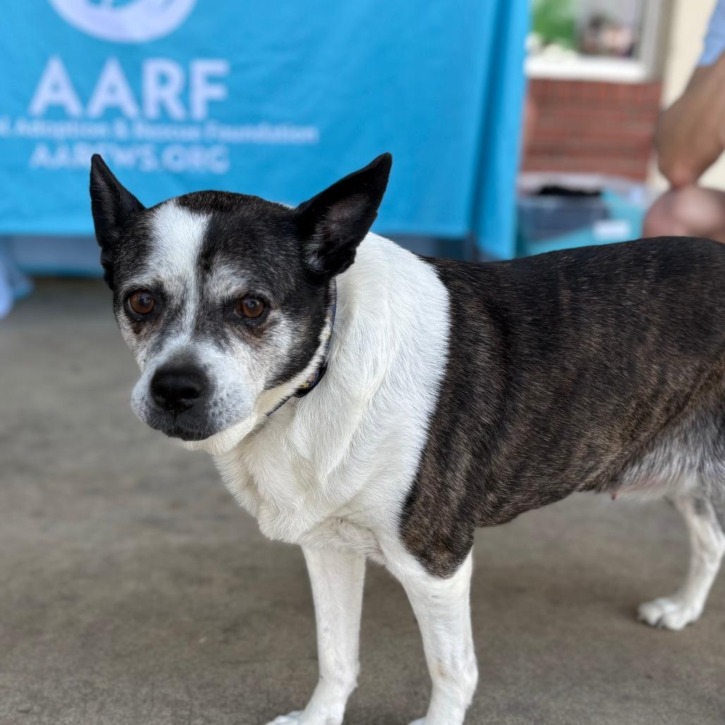 Brooke, a Adoptable Mixed Breed in Winston Salem, NC image 1/5