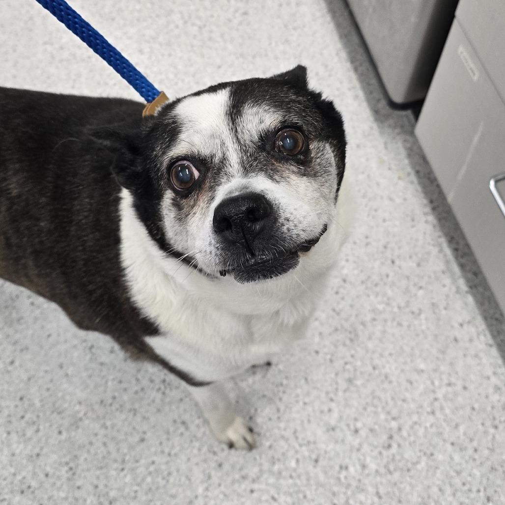 Enlarge Brooke, a Adoptable Mixed Breed in Winston Salem, NC image 1/2