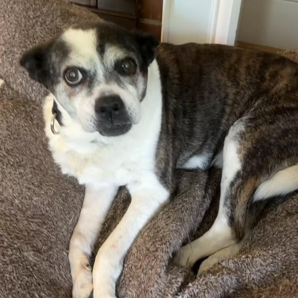 Enlarge Brooke, a Adoptable Mixed Breed in Winston Salem, NC image 2/4