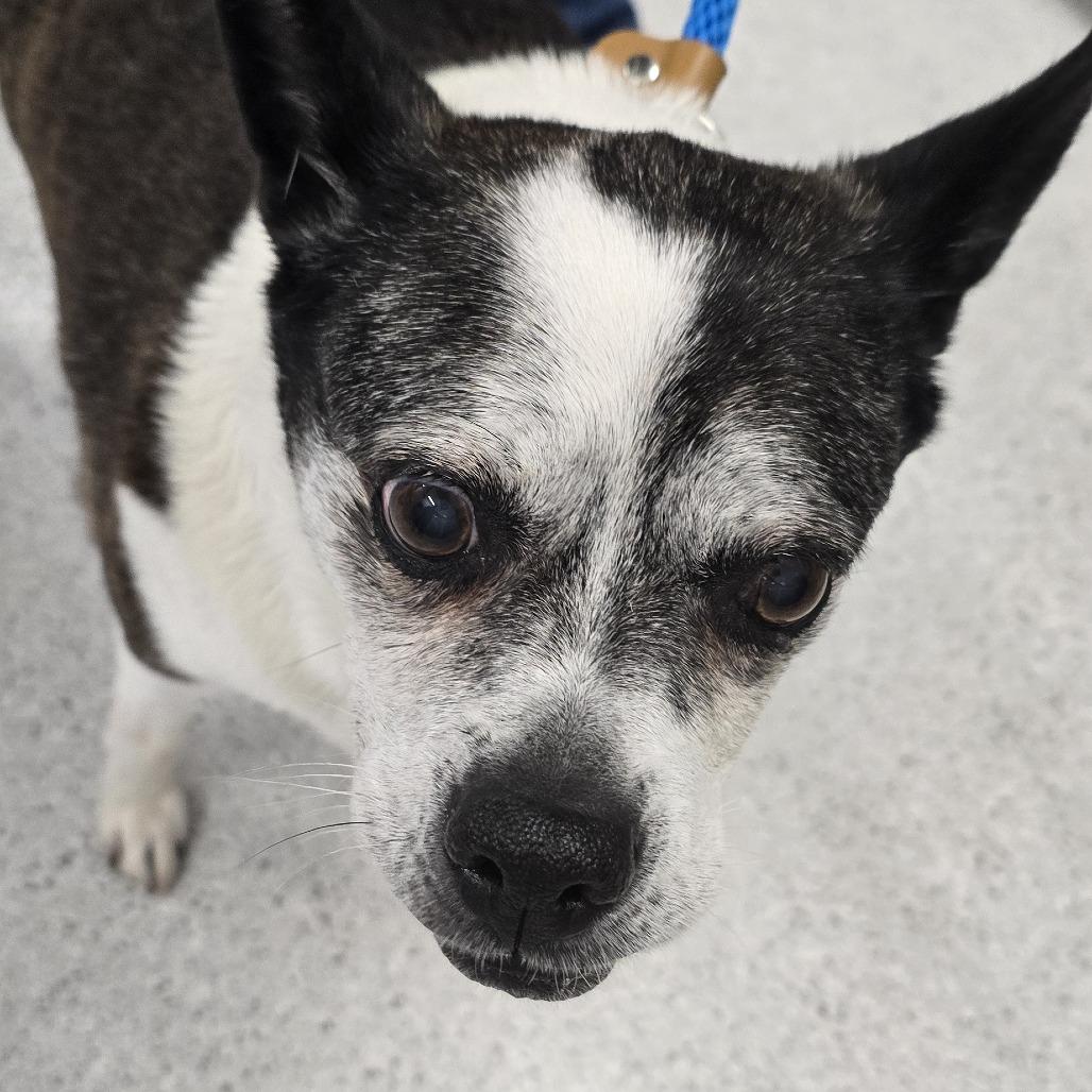 Enlarge Brooke, a Adoptable Mixed Breed in Winston Salem, NC image 2/2