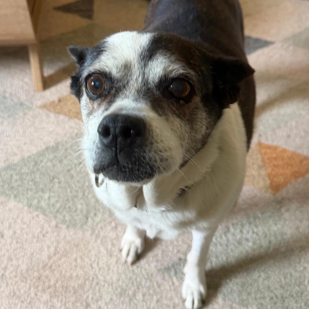 Enlarge Brooke, a Adoptable Mixed Breed in Winston Salem, NC image 4/4