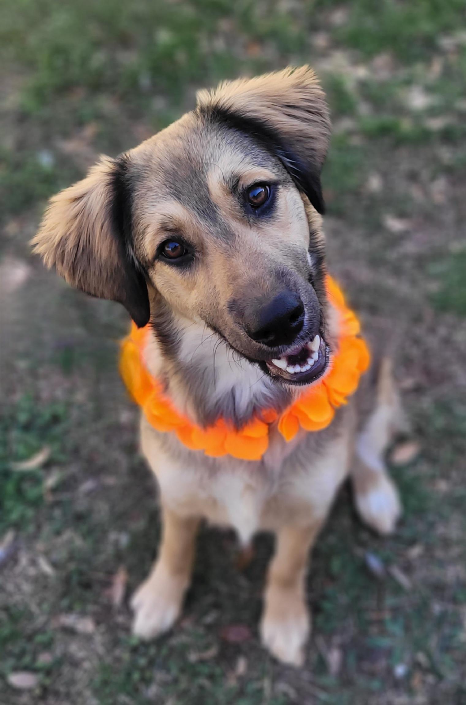 Luna, ADOPTABLE, Young Female Shepherd & Golden Retriever.