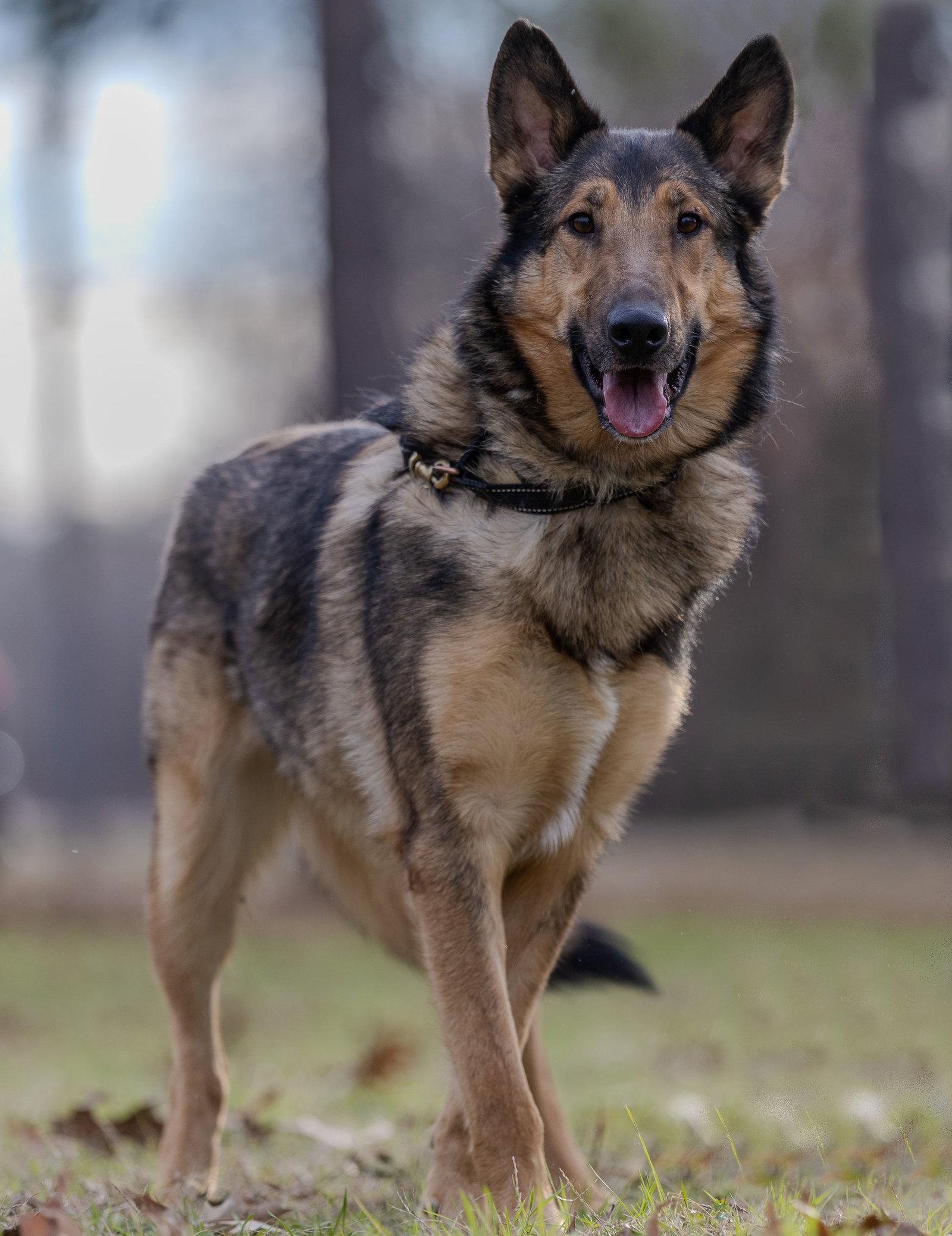 Dean, Adopted, Young Male German Shepherd Dog & Border Collie.