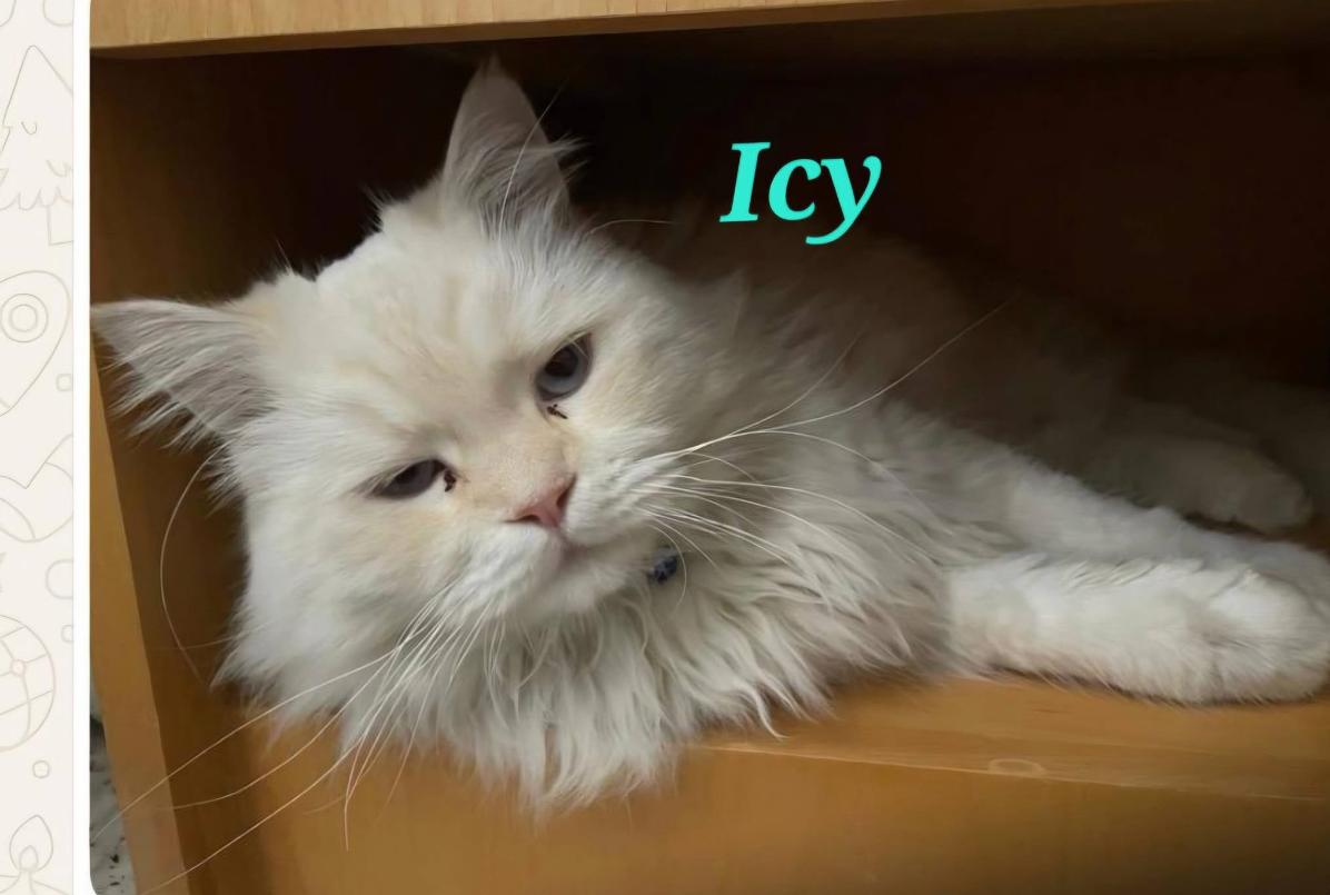 Icy , adopted, Young Female Domestic Long Hair.