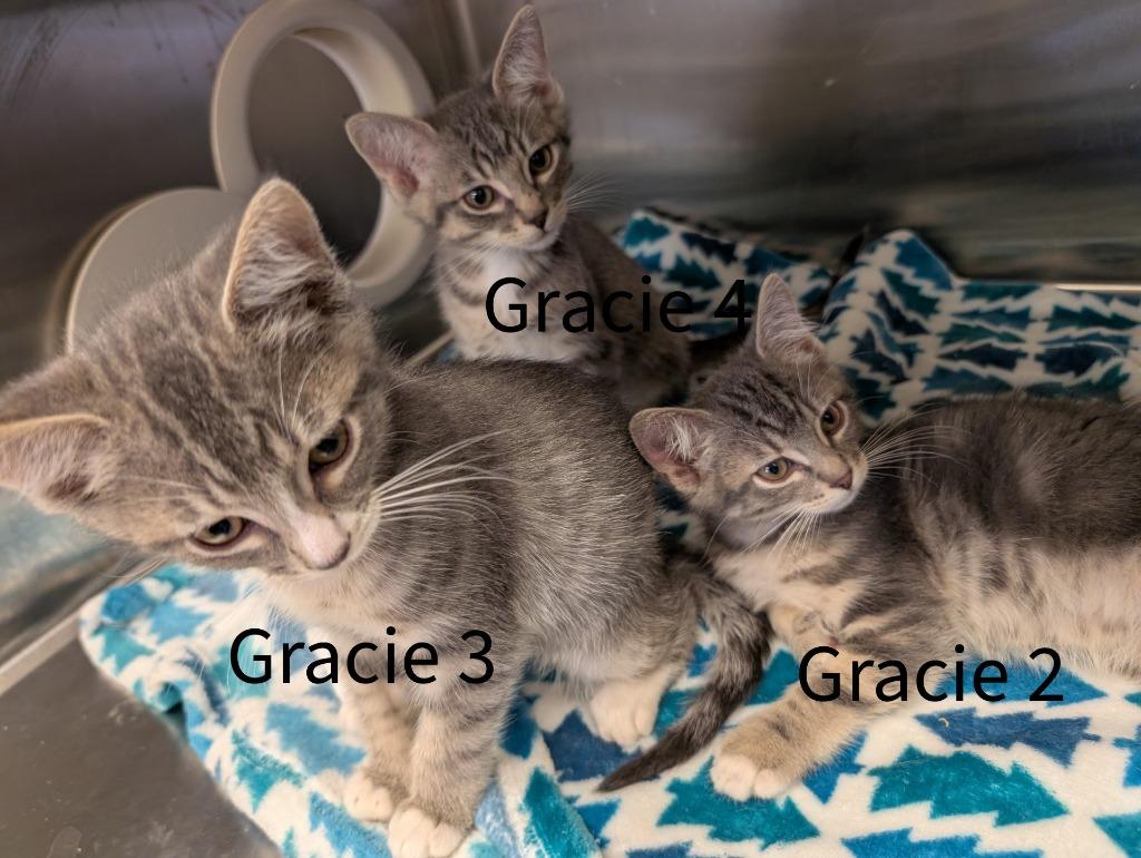 Gracie 2, Adoptable, Kitten Male Domestic Short Hair.