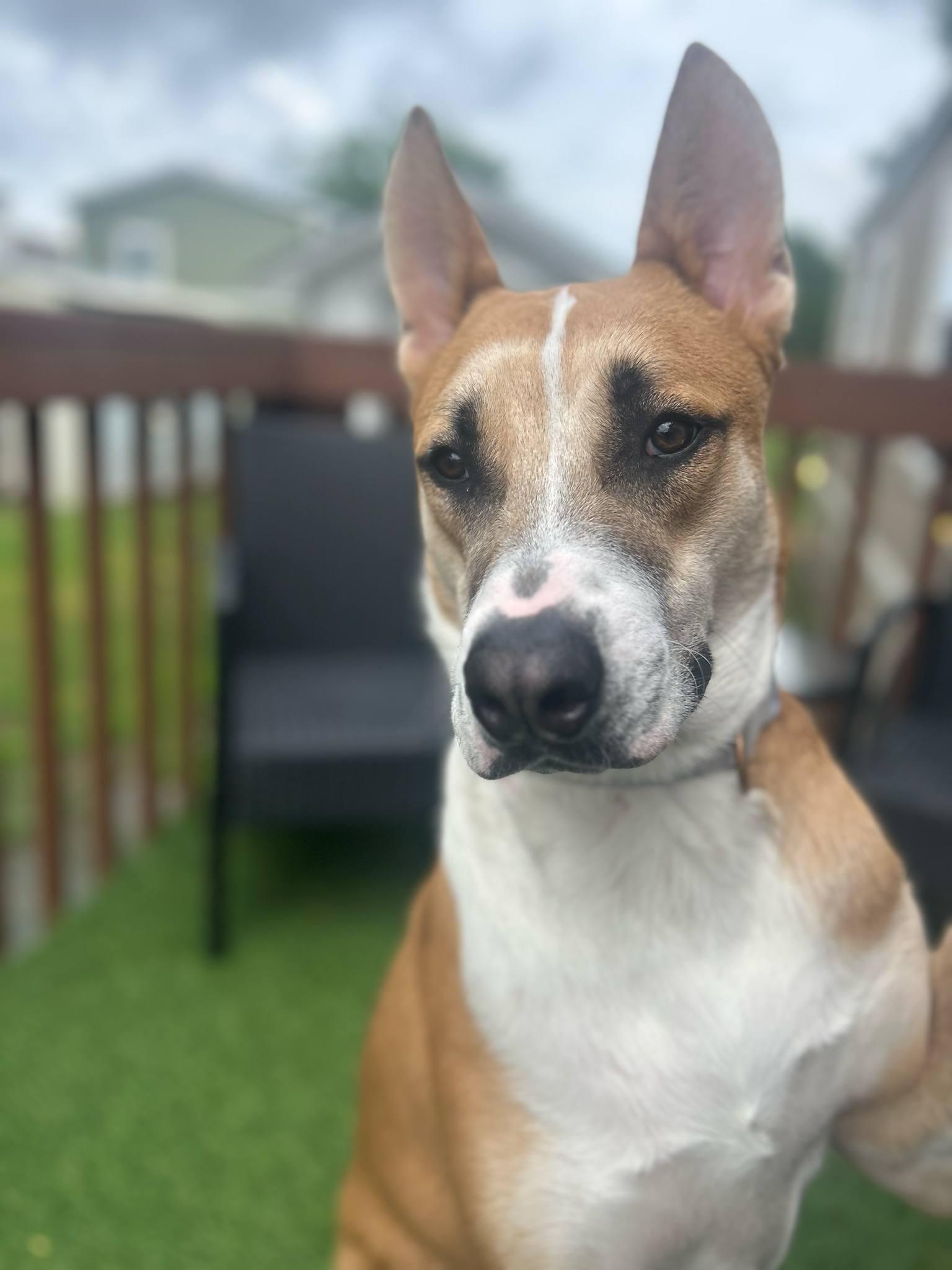 Scout, a Adoptable mixed breed in Irving, TX image 1/3