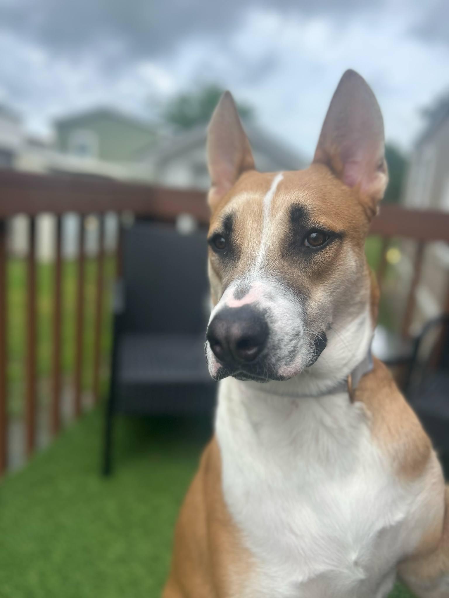 Scout, a Adoptable mixed breed in Irving, TX image 2/3