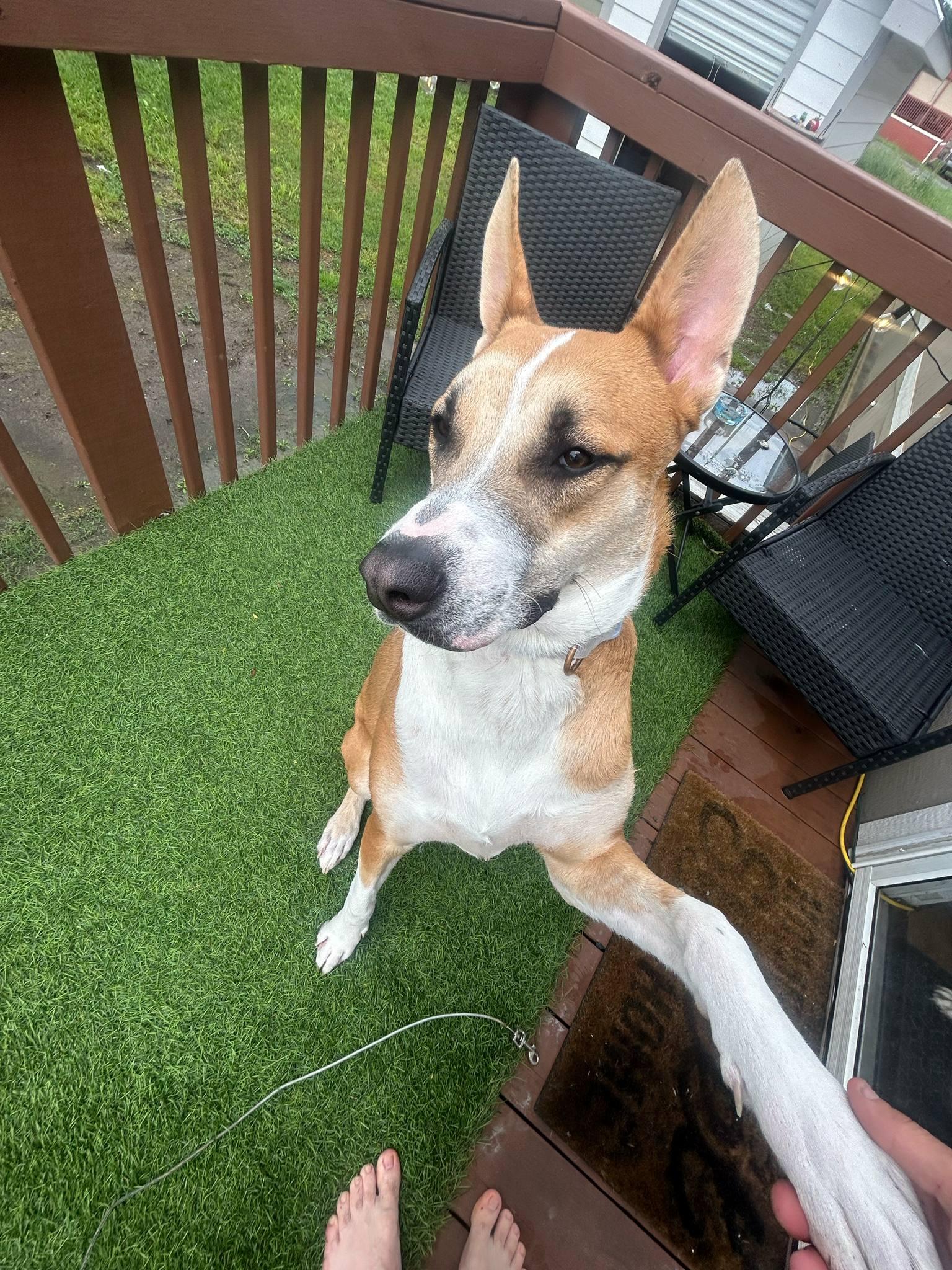 Scout, a Adoptable mixed breed in Irving, TX image 3/3