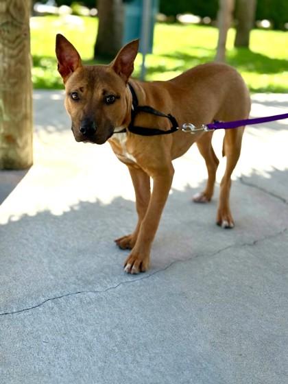 Justice - 1, Adoptable, Young Male Pit Bull Terrier & Mixed Breed.