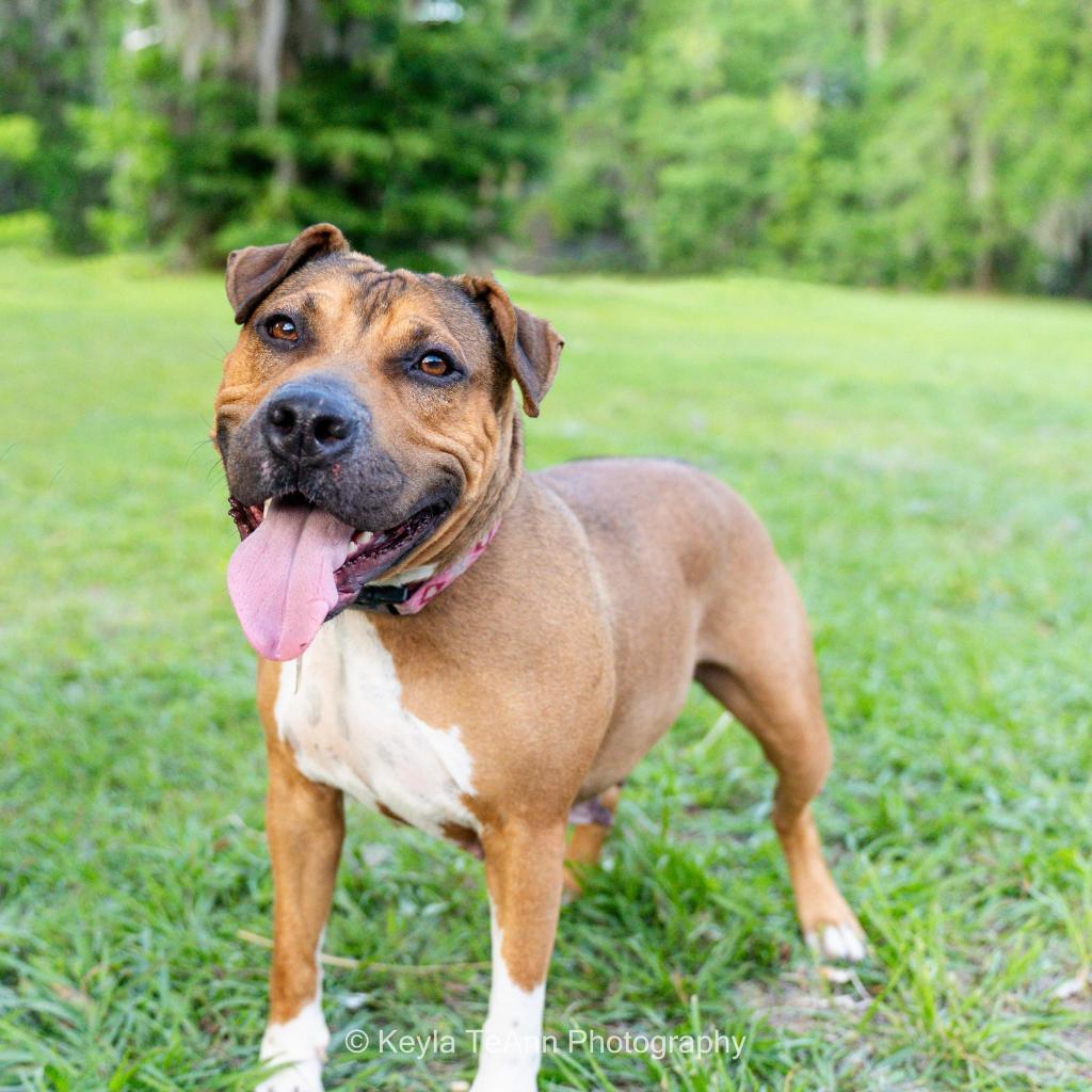 Compass Rose, Adoptable, Adult Female Hound & Mixed Breed.