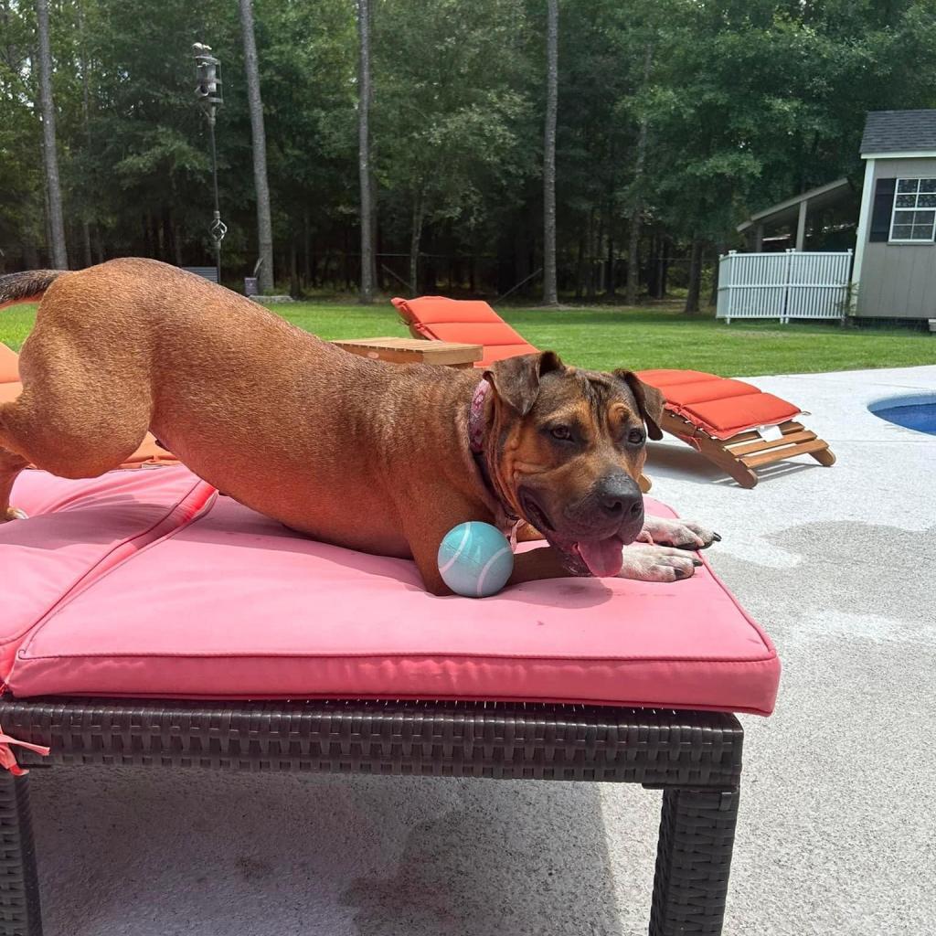 Enlarge Compass Rose, a Adoptable mixed breed in Savannah, GA image 2/6