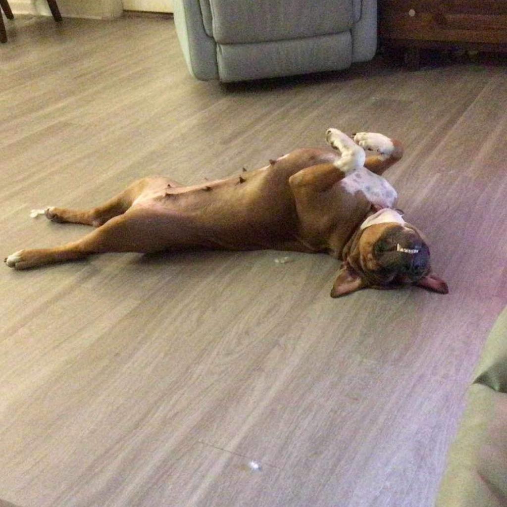 Enlarge Compass Rose, a Adoptable mixed breed in Savannah, GA image 3/6