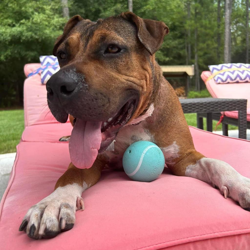Enlarge Compass Rose, a Adoptable mixed breed in Savannah, GA image 4/6