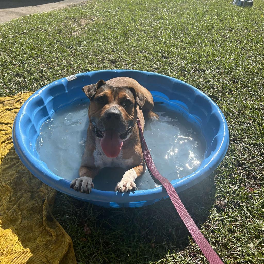 Enlarge Compass Rose, a Adoptable mixed breed in Savannah, GA image 5/6