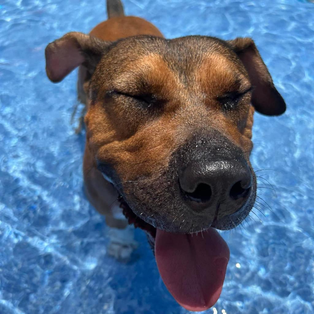 Enlarge Compass Rose, a Adoptable mixed breed in Savannah, GA image 6/6