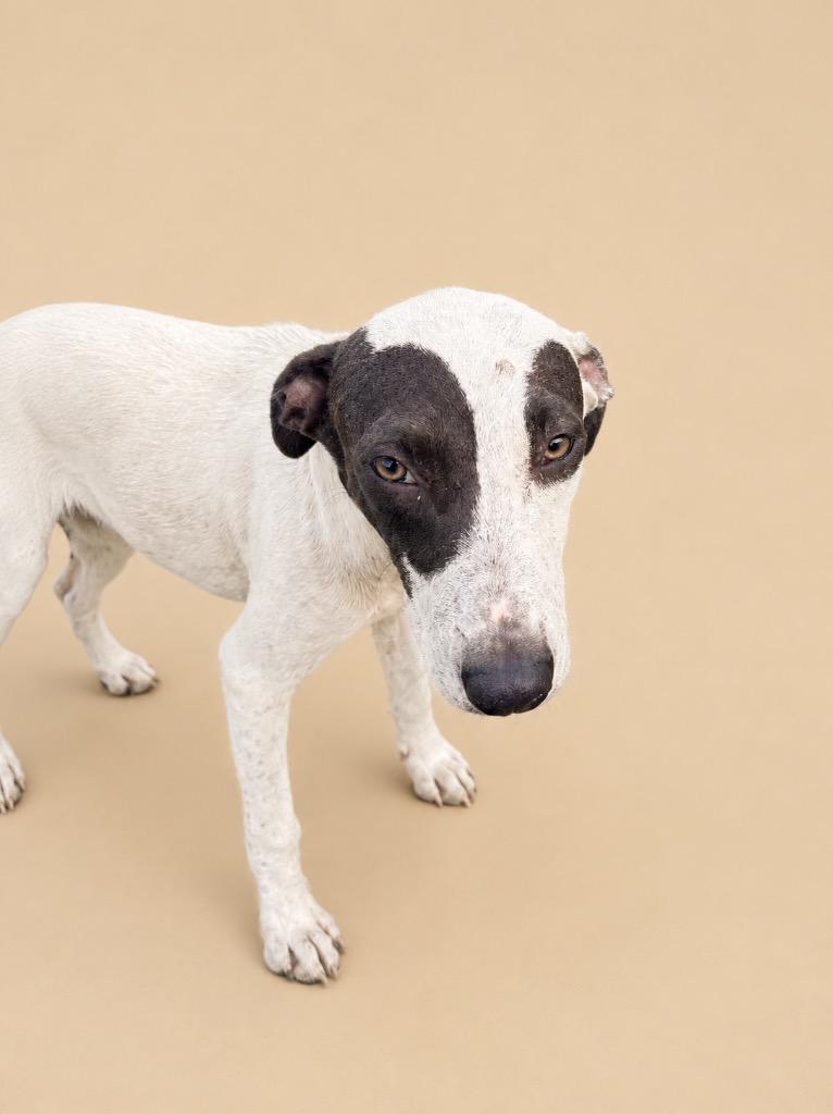 Jackson, Adoptable, Puppy Male Terrier.