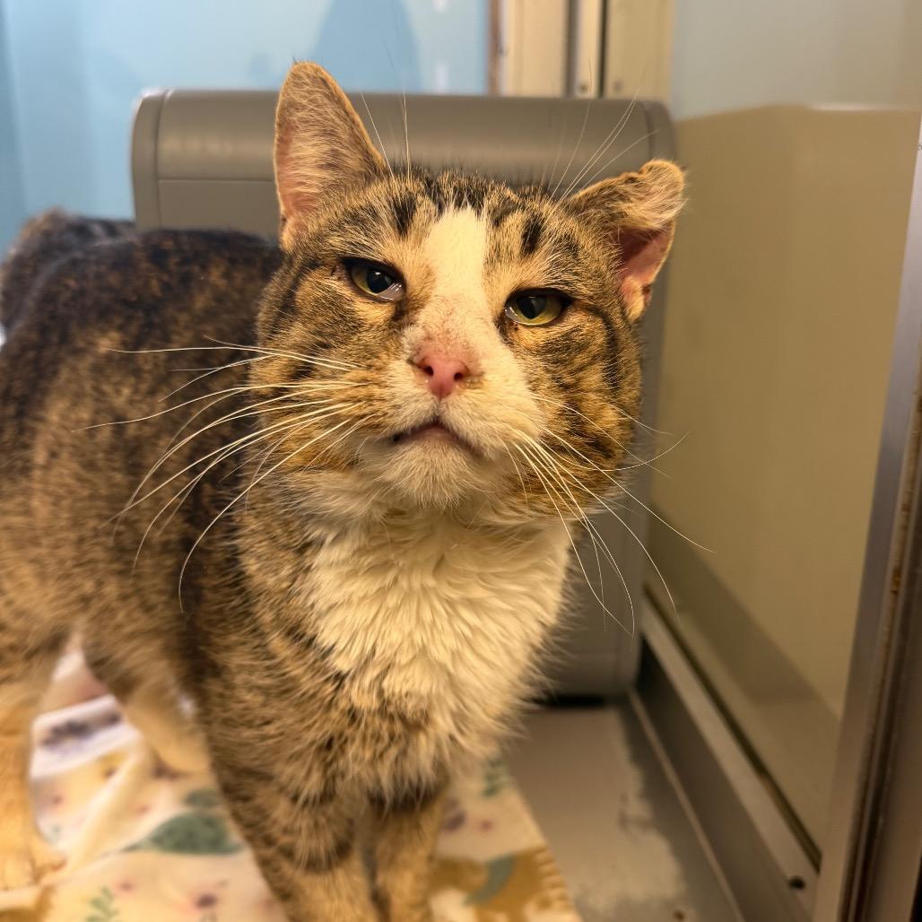 Enlarge Marble, a Adoptable Domestic Short Hair in Watertown, NY image 1/1