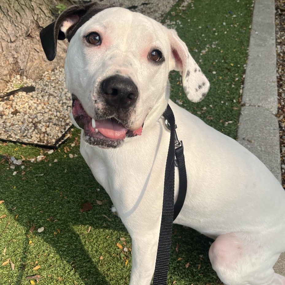 Joelle, Adoptable, Adult Female Mixed Breed.