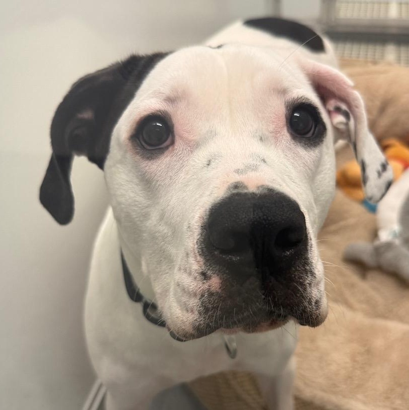 Enlarge Joelle, a Adoptable mixed breed in Chicago, IL image 2/2