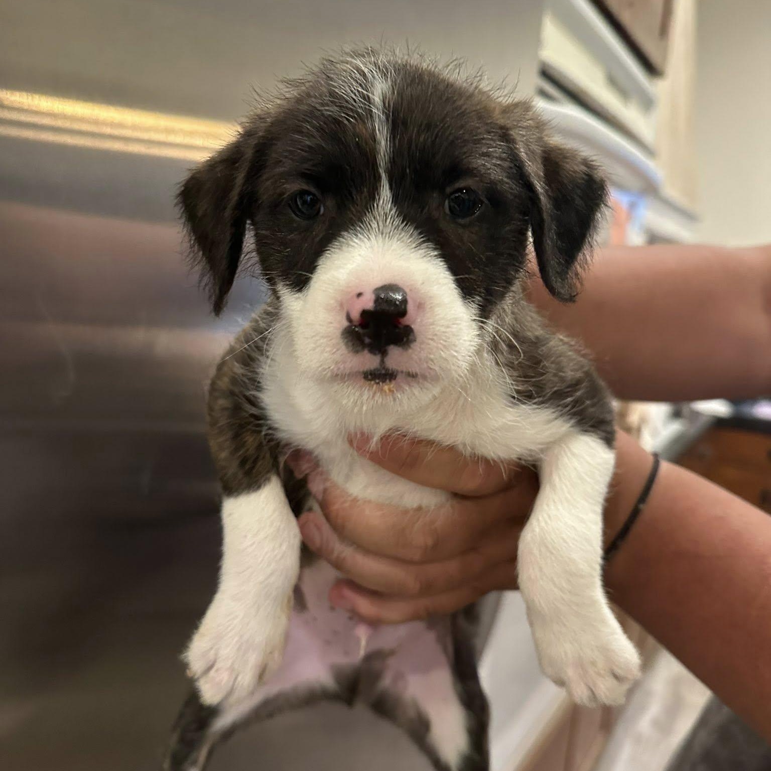 Enlarge Dizzy, an adoptable mixed breed in Agua Dulce, CA image 1/1