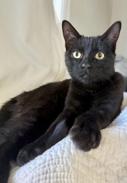 Enlarge Jaguar, a Adoptable mixed breed in San Diego, CA image 1/3