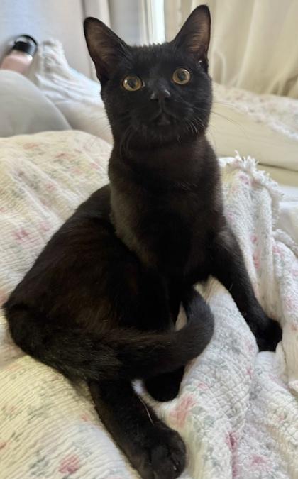 Enlarge Jaguar, a Adoptable mixed breed in San Diego, CA image 2/3