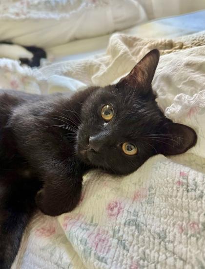 Enlarge Jaguar, a Adoptable mixed breed in San Diego, CA image 3/3