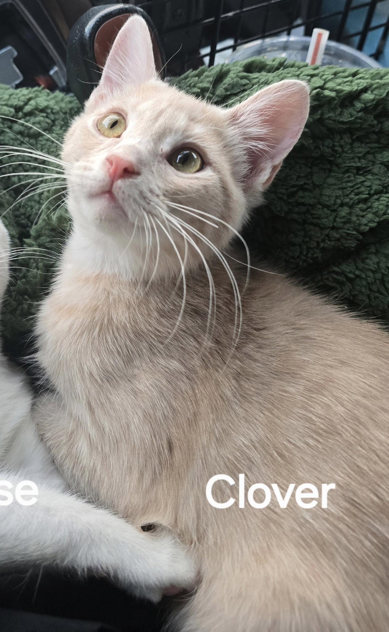 Clover, Adoptable, Adult Male Domestic Short Hair.