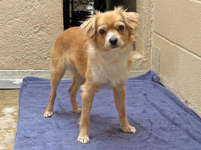 MANGO, Adoptable, Adult Male Chihuahua.