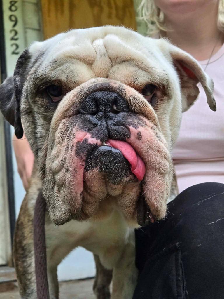Enlarge Hector, a Adoptable English Bulldog in Warren, MI image 1/5