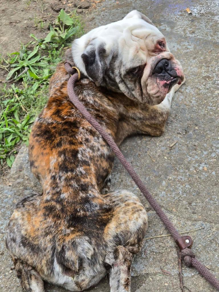 Enlarge Hector, a Adoptable English Bulldog in Warren, MI image 2/5