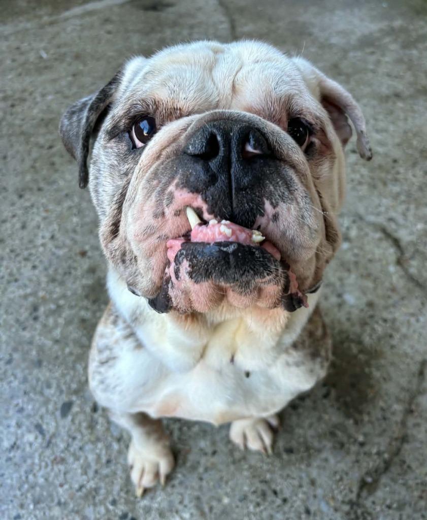 Enlarge Hector, a Adoptable English Bulldog in Warren, MI image 3/5