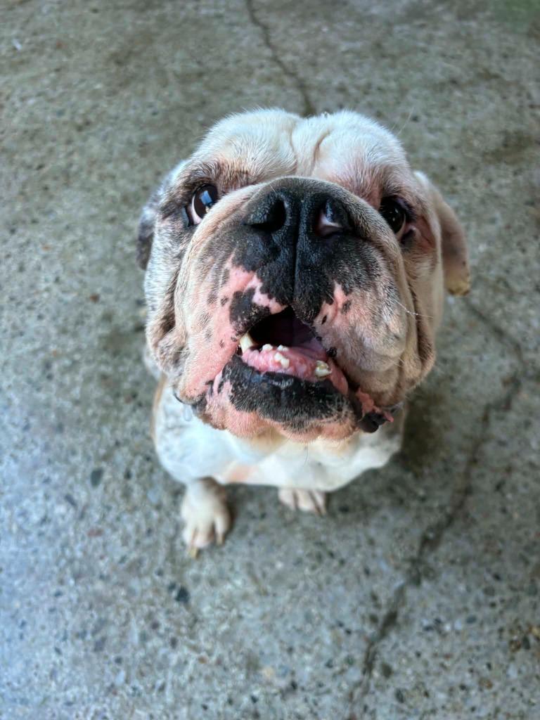 Enlarge Hector, a Adoptable English Bulldog in Warren, MI image 4/5