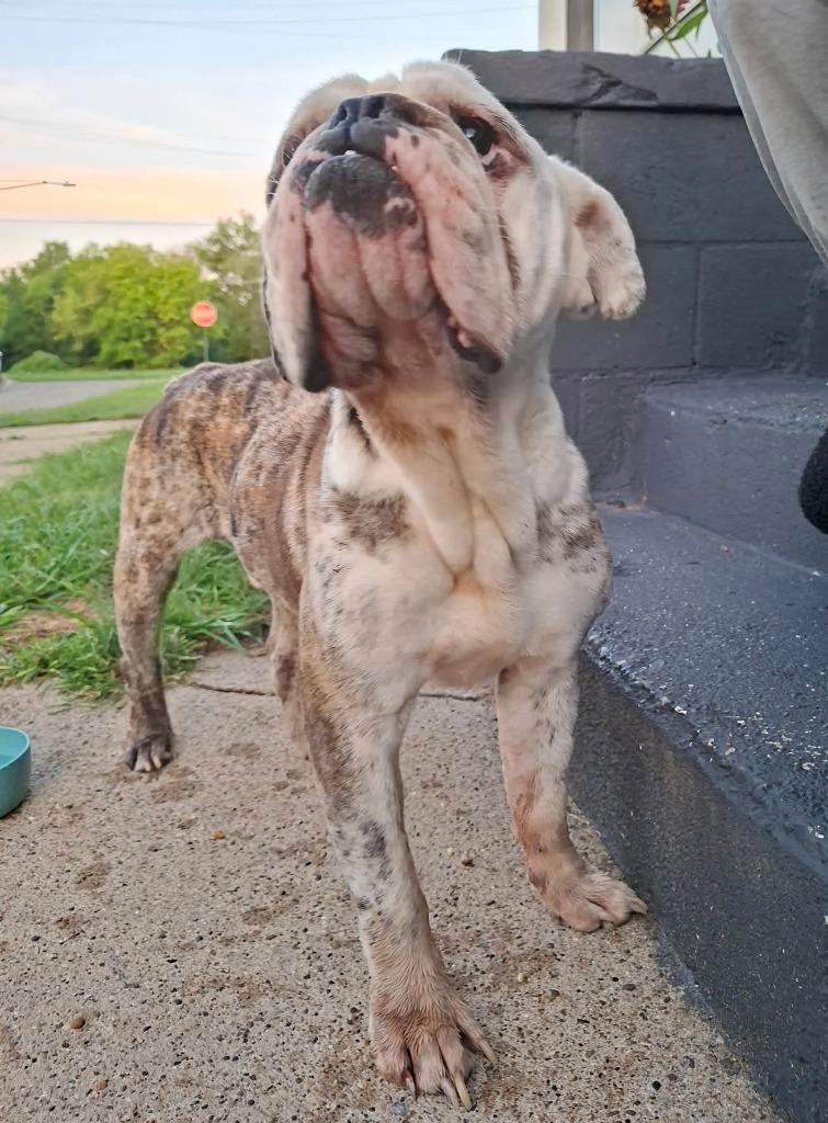 Enlarge Hector, a Adoptable English Bulldog in Warren, MI image 5/5