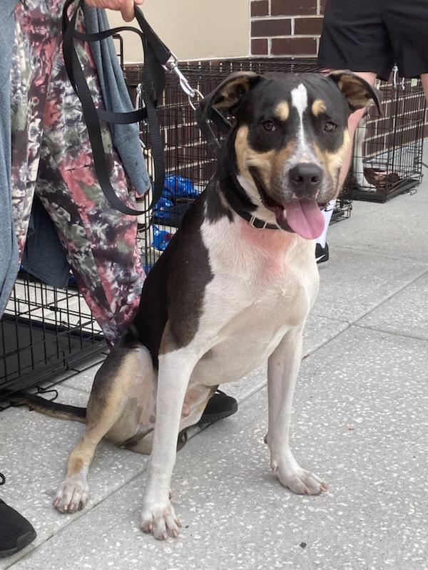 Tigger, a ADOPTABLE mixed breed in Tampa, FL image 3/3