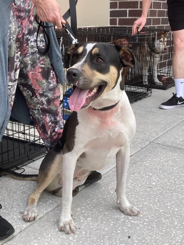 Tigger, a ADOPTABLE mixed breed in Tampa, FL image 2/3