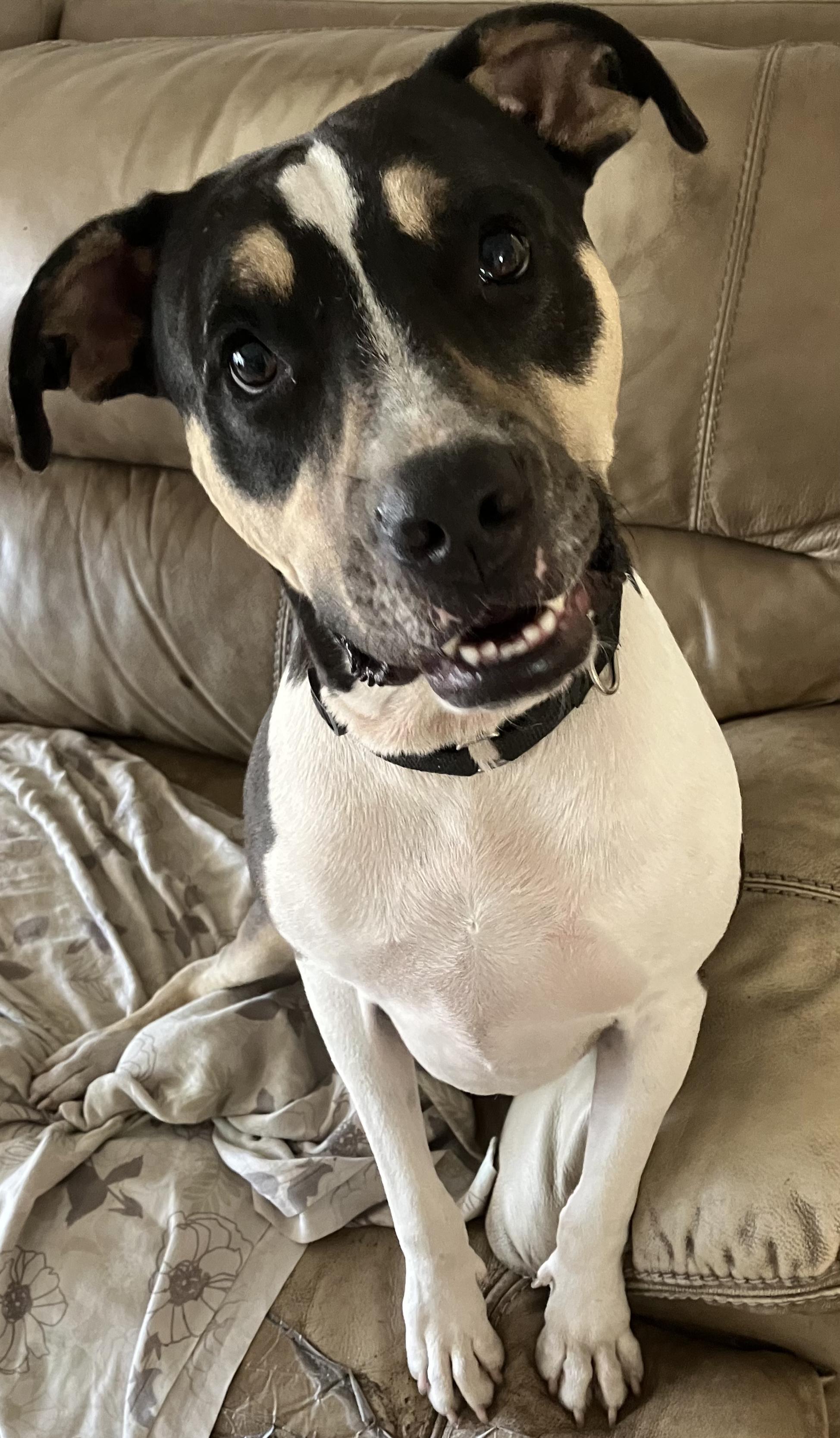 Enlarge Tigger, a ADOPTABLE mixed breed in Tampa, FL image 1/5
