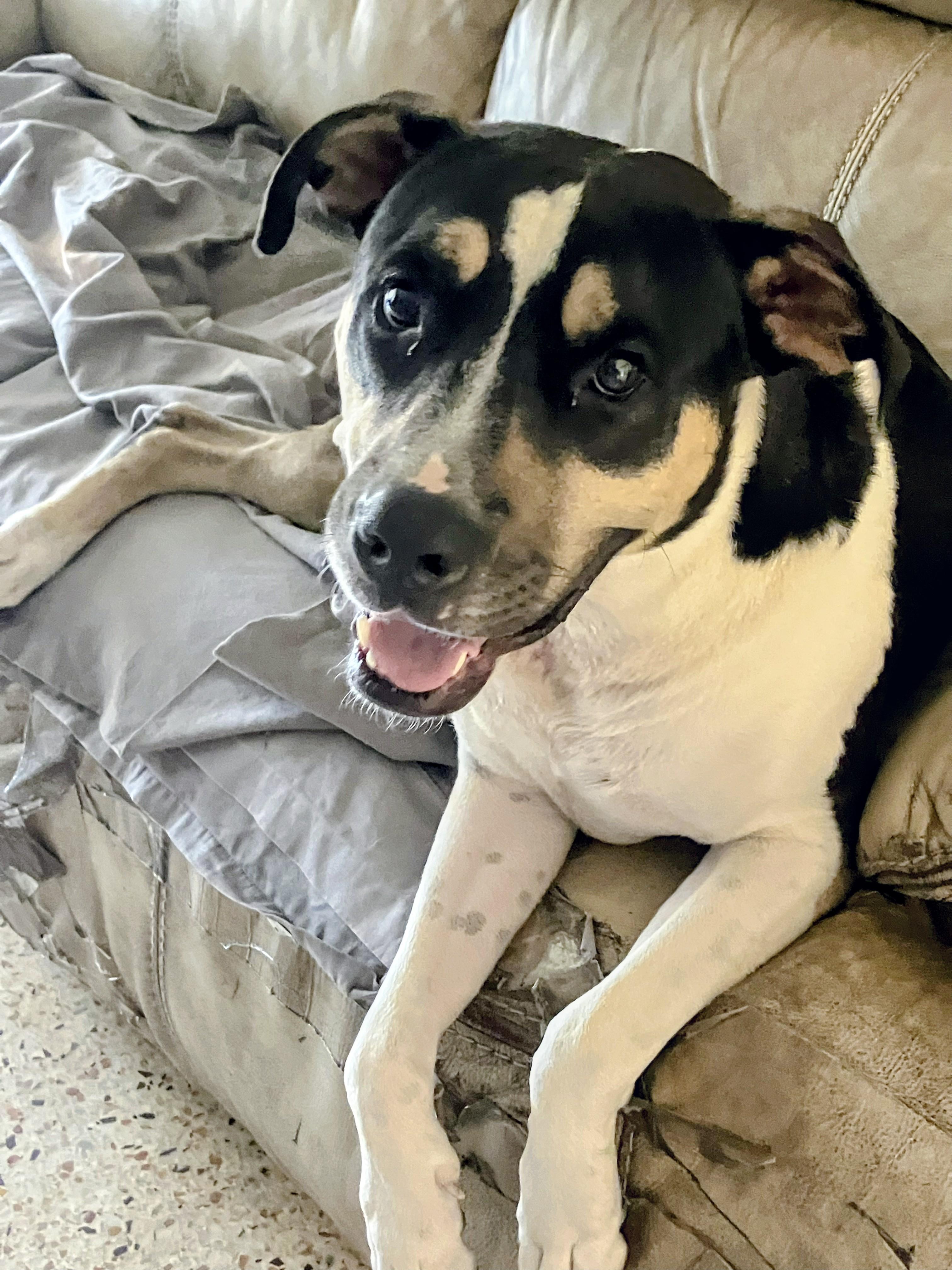 Enlarge Tigger, a ADOPTABLE mixed breed in Tampa, FL image 2/5
