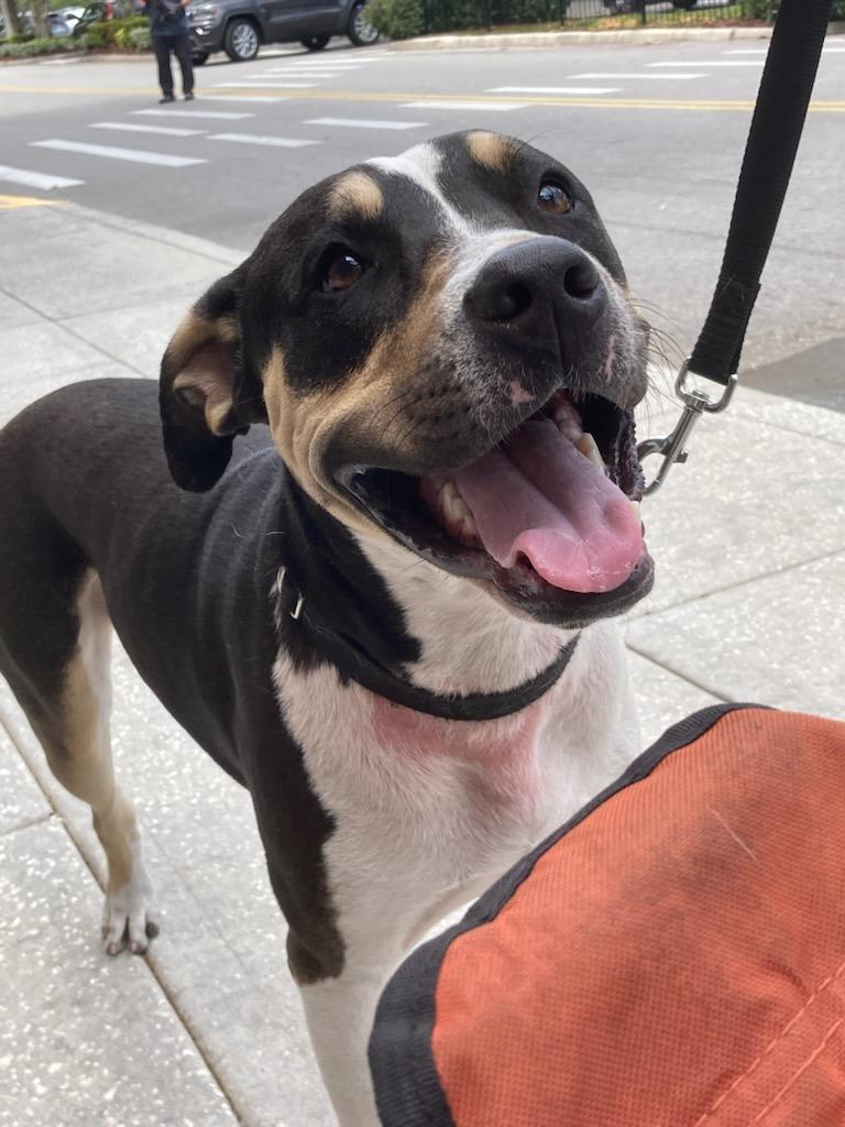 Tigger, a ADOPTABLE mixed breed in Tampa, FL image 1/3