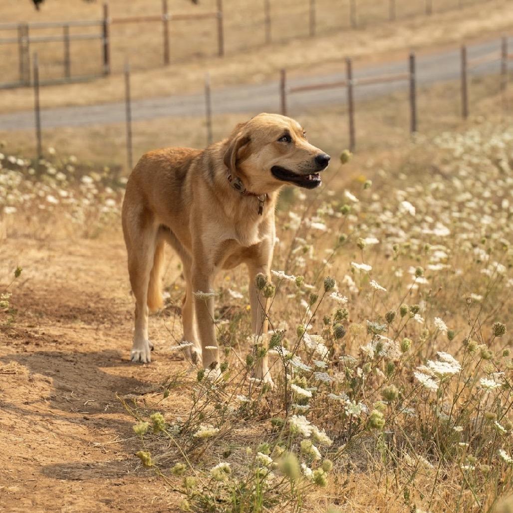 Enlarge Reeba, a Adoptable German Shepherd Dog in Salem, OR image 1/3
