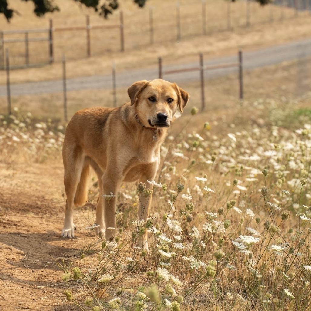 Enlarge Reeba, a Adoptable German Shepherd Dog in Salem, OR image 2/3