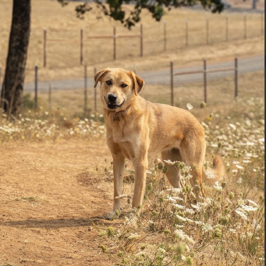 Enlarge Reeba, a Adoptable German Shepherd Dog in Salem, OR image 3/3