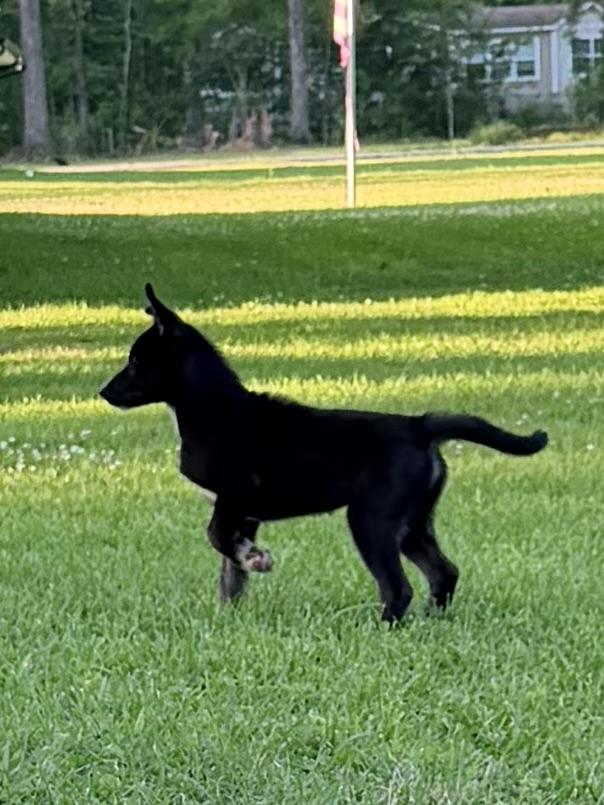 Enlarge Sissy, a ADOPTABLE mixed breed in Baker, LA image 4/6