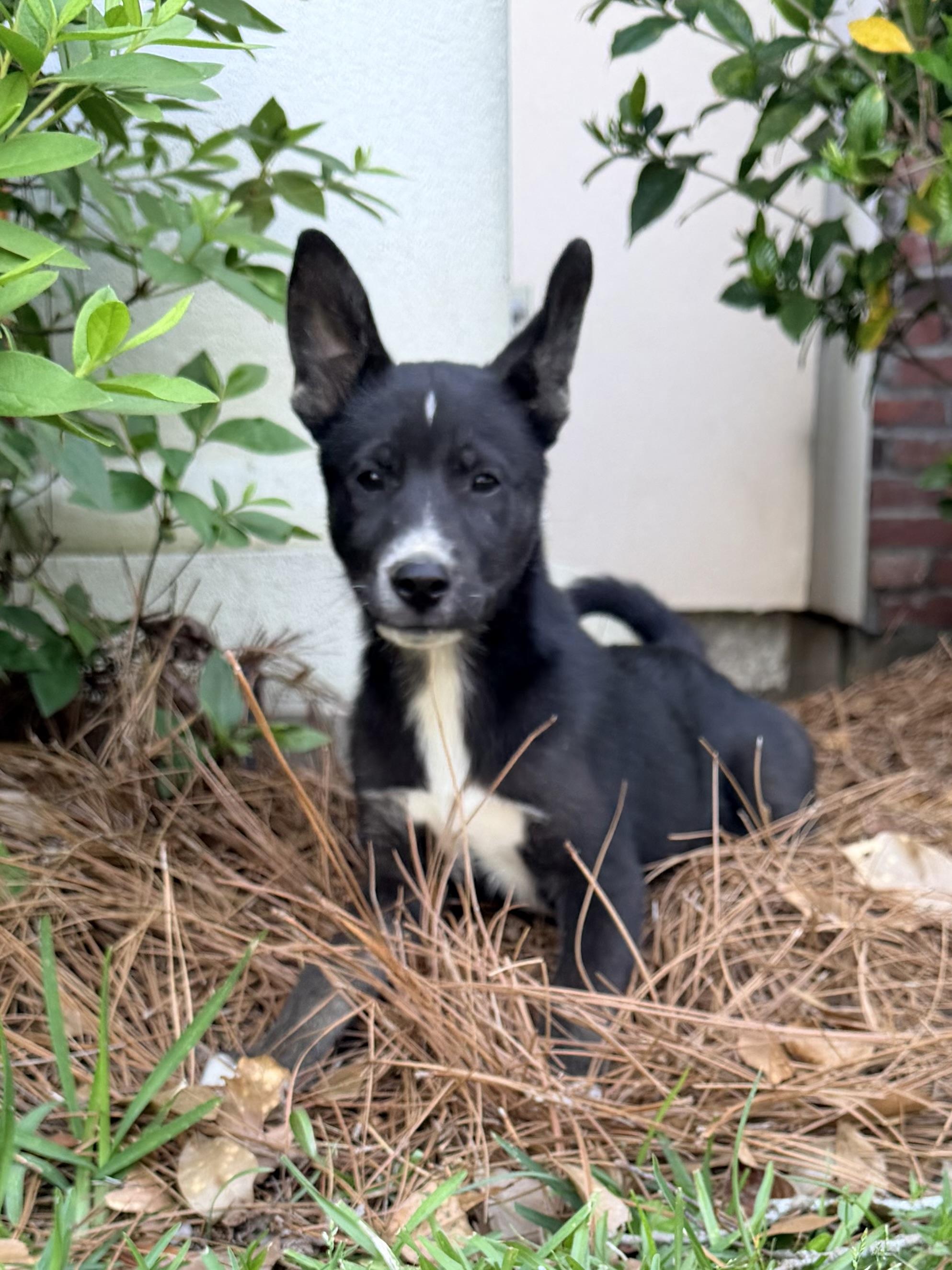 Enlarge Sissy, a ADOPTABLE mixed breed in Baker, LA image 3/6
