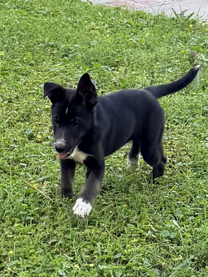 Enlarge Sissy, a ADOPTABLE mixed breed in Baker, LA image 5/6