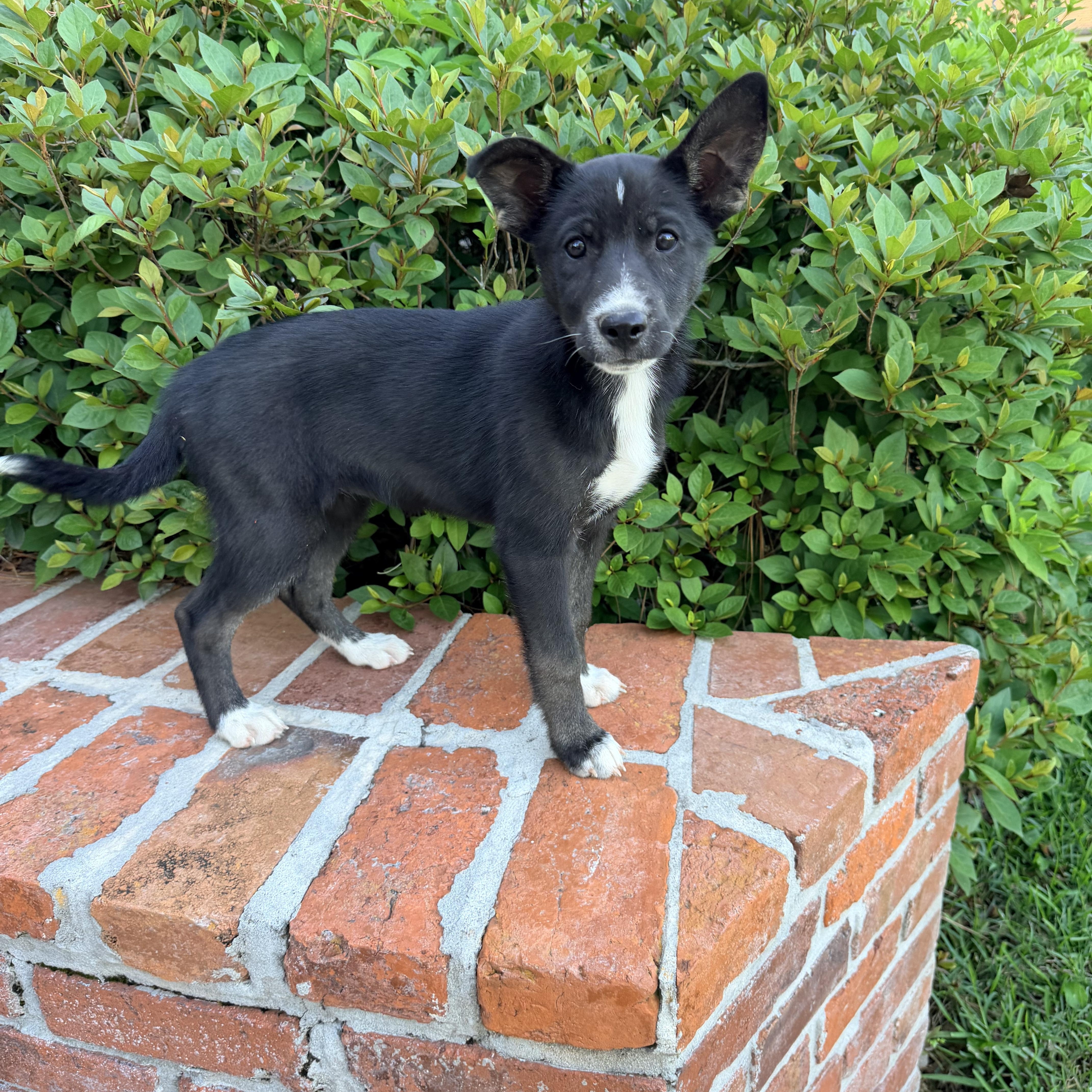 Enlarge Sissy, a ADOPTABLE mixed breed in Baker, LA image 1/6